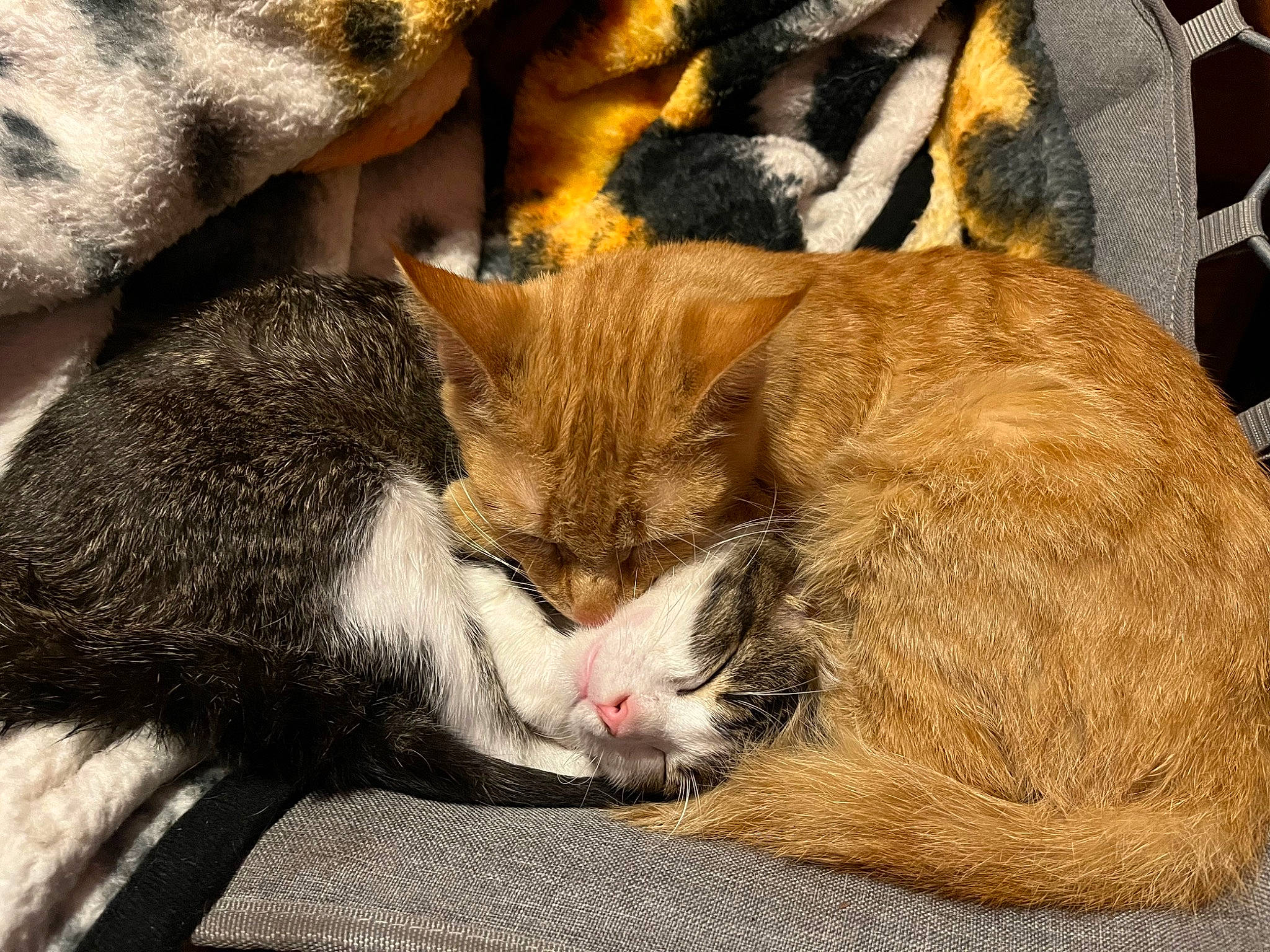 Nala Bean is registered to the contest to win money with this photo: carnivore, cat, cat_supply, claw, comfort, domestic_short_haired_cat, felidae, fur, nap, paw, sleep, small_to_medium_sized_cats, snout, tail, tree, whiskers, wood