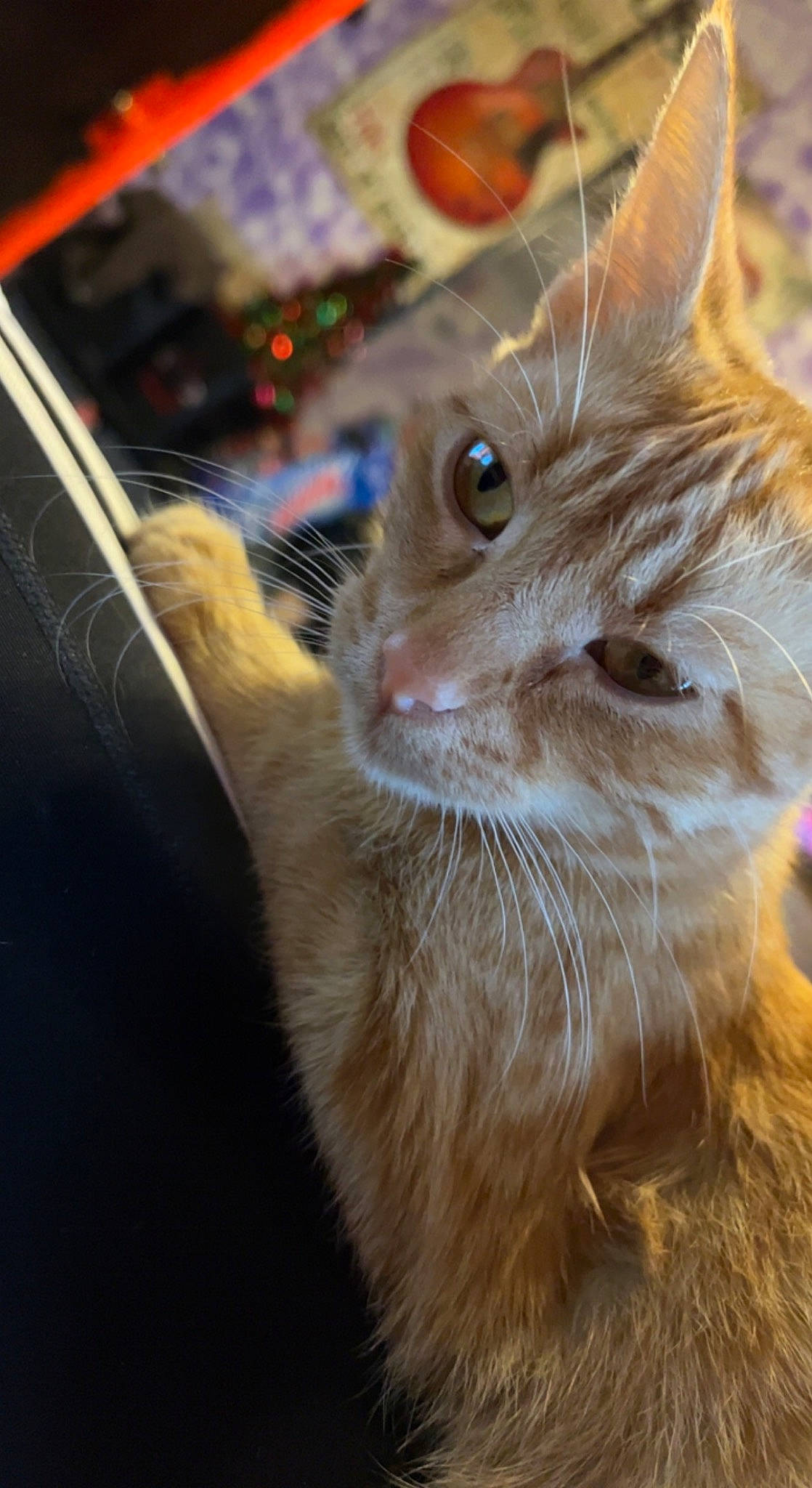 Nala Bean joined the competition — help win amazing prizes! carnivore, cat, claw, domestic_short_haired_cat, fawn, felidae, fur, plant, small_to_medium_sized_cats, snout, tail, whiskers, wood