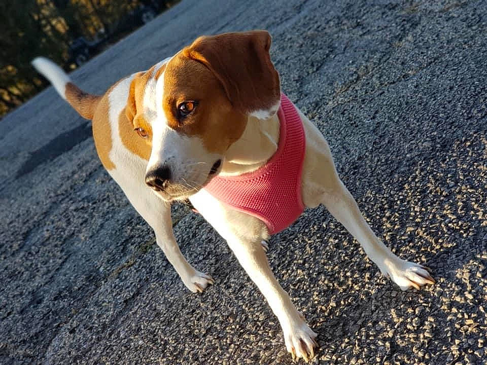 Crystal joined the competition — help win amazing prizes! asphalt, beagle_harrier, canidae, carnivore, collar, companion_dog, dog, dog_breed, fawn, hound, hunting_dog, paw, road_surface, shadow, snout, soil, sporting_group, tail, working_animal, working_dog