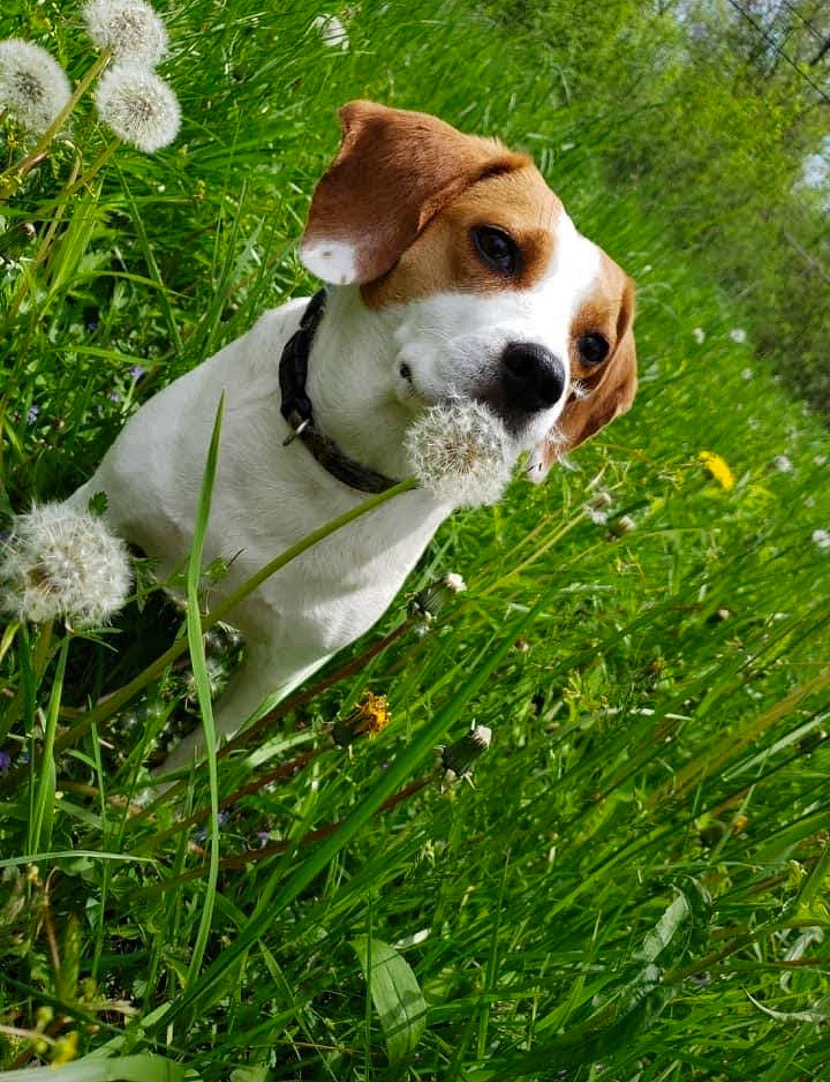 Crystal joined the competition — help win amazing prizes! beagle_harrier, canidae, carnivore, collar, companion_dog, dog, dog_breed, dog_collar, fawn, flower, grass, groundcover, meadow, plant, snout, sporting_group, spring, tail, terrier, whiskers