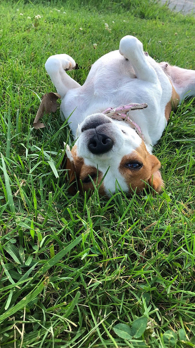 Crystal joined the competition — help win amazing prizes! ball, canidae, carnivore, companion_dog, dog, dog_breed, fawn, grass, grassland, groundcover, lawn, non_sporting_group, pasture, plant, snout, sporting_group, tail, terrestrial_animal, whiskers, working_animal