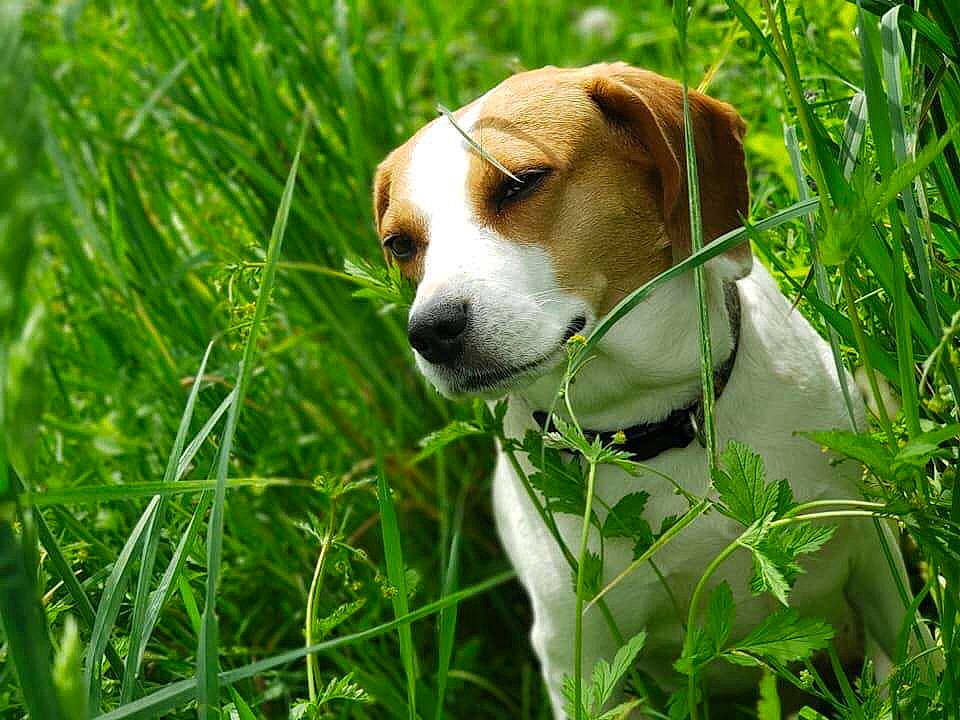 Crystal joined the competition — help win amazing prizes! beagle, beaglier, canidae, carnivore, companion_dog, dog, dog_breed, fawn, grass, grass_family, grassland, groundcover, hound, irishjacks, plant, scent_hound, snout, sporting_group, terrestrial_animal, whiskers