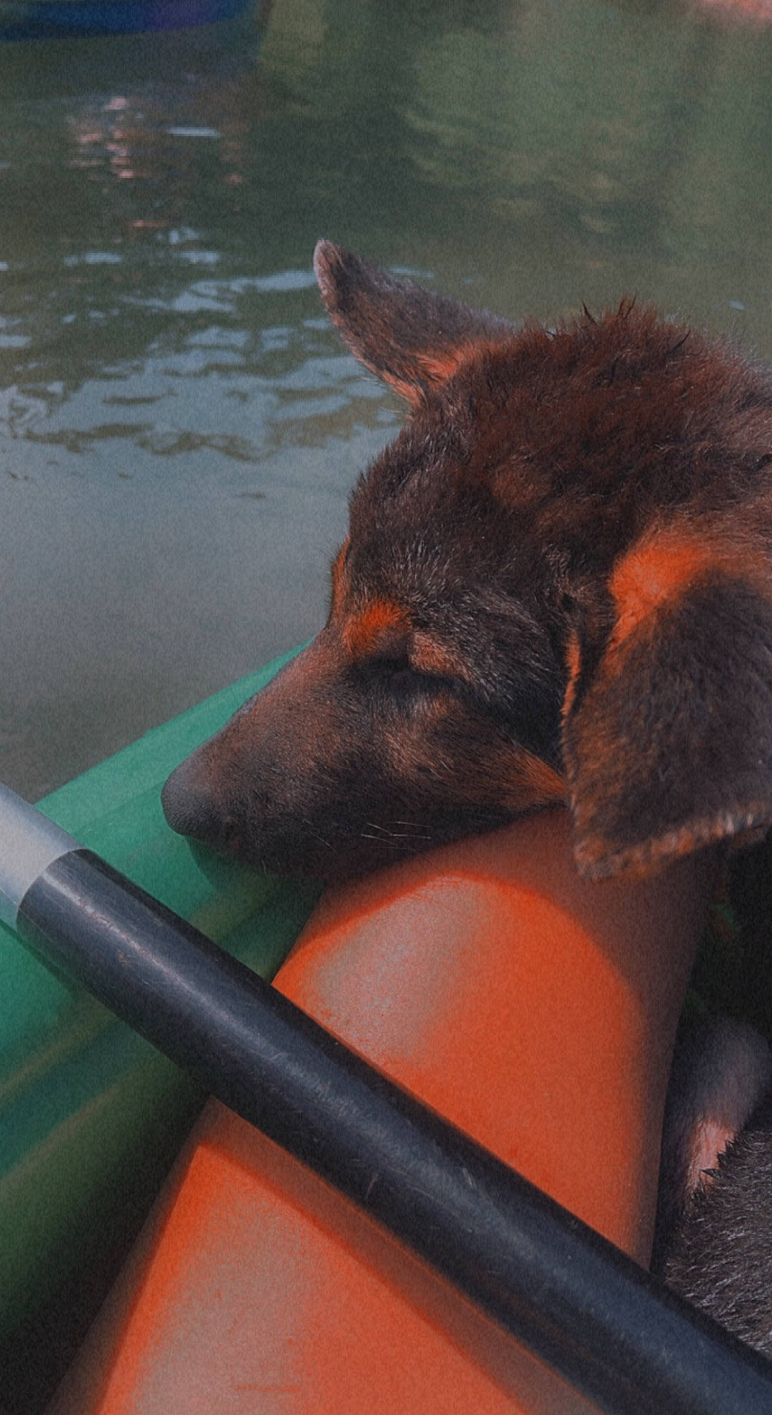 Alfred is registered to the contest to win money with this photo: biting, boat, boats_and_boating_equipment_and_supplies, canidae, carnivore, dog, dog_breed, east_european_shepherd, german_shepherd_dog, herding_dog, king_shepherd, lake, old_german_shepherd_dog, ship, snout, sporting_group, vehicle, water, wildlife, working_animal