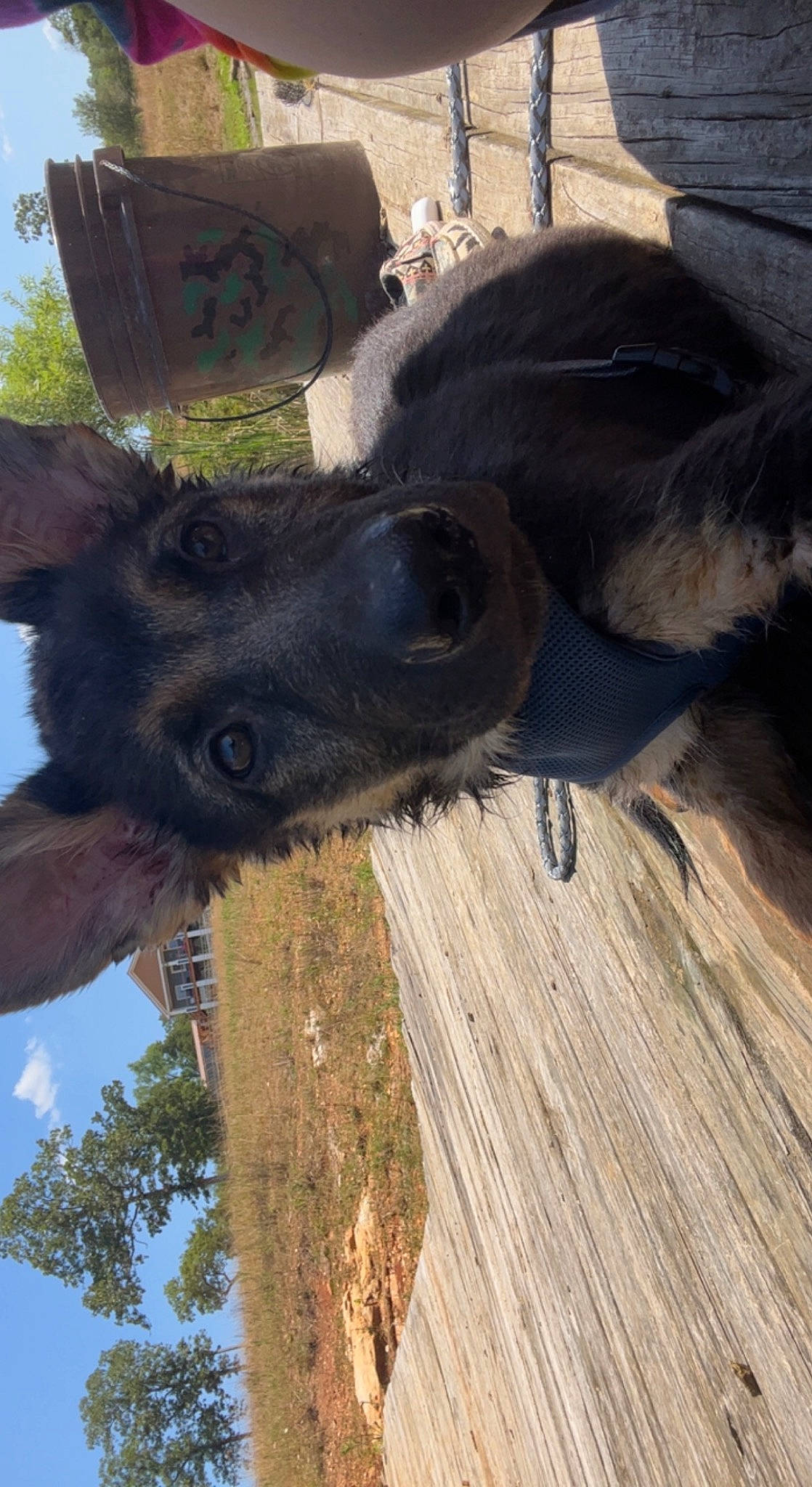 Alfred joined the competition — help win amazing prizes! bovine, canidae, carnivore, collar, dog_breed, fawn, fur, hardwood, liver, moose, natural_material, pack_animal, sky, snout, sporting_group, terrestrial_animal, tree, trunk, wood, working_animal