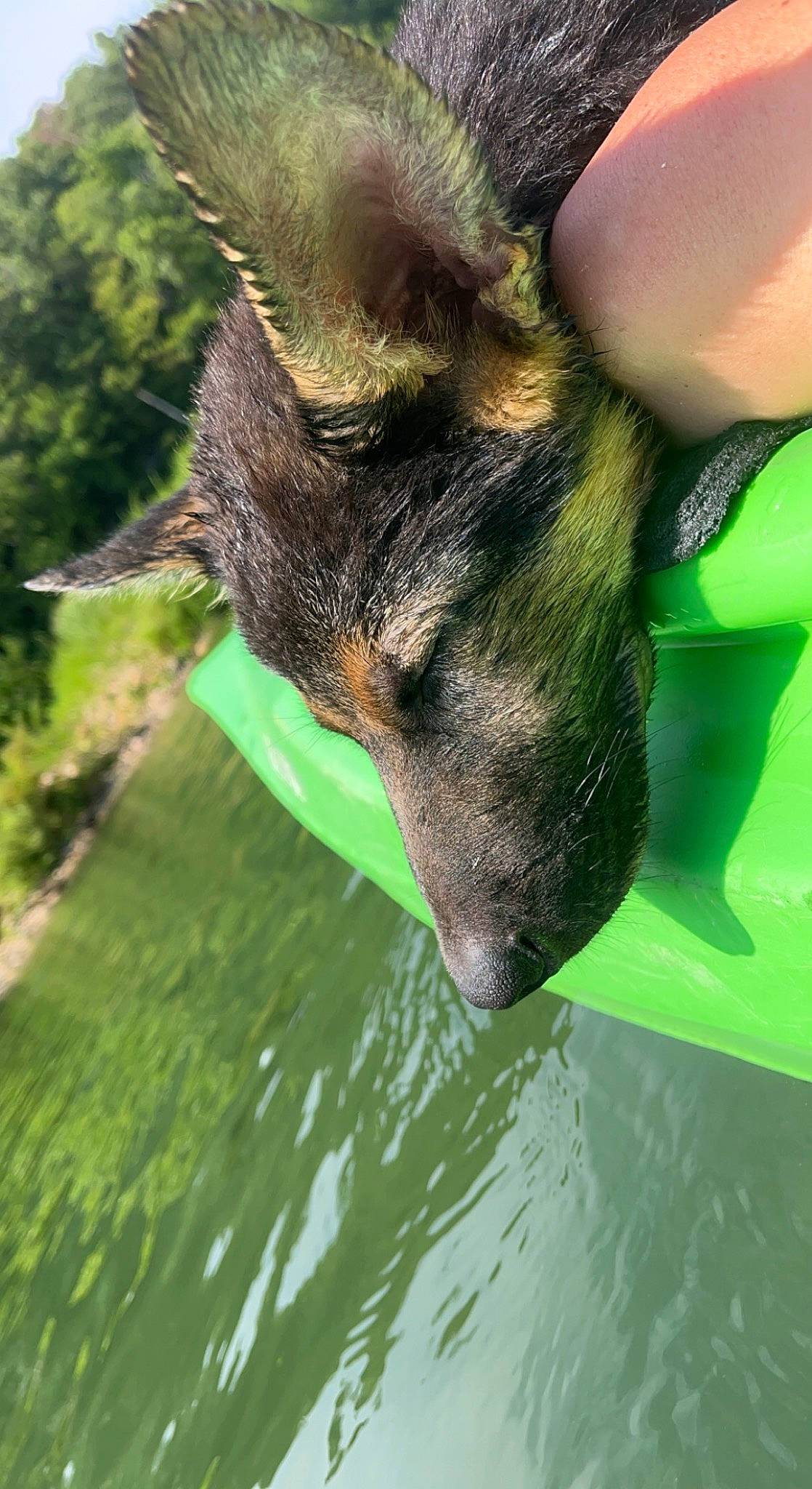 Alfred is registered to the contest to win money with this photo: canidae, carnivore, dog, dog_breed, eye, fawn, foot, gesture, grass, human_leg, paw, plant, snout, sporting_group, terrestrial_animal, tree, water, whiskers, wildlife, working_animal