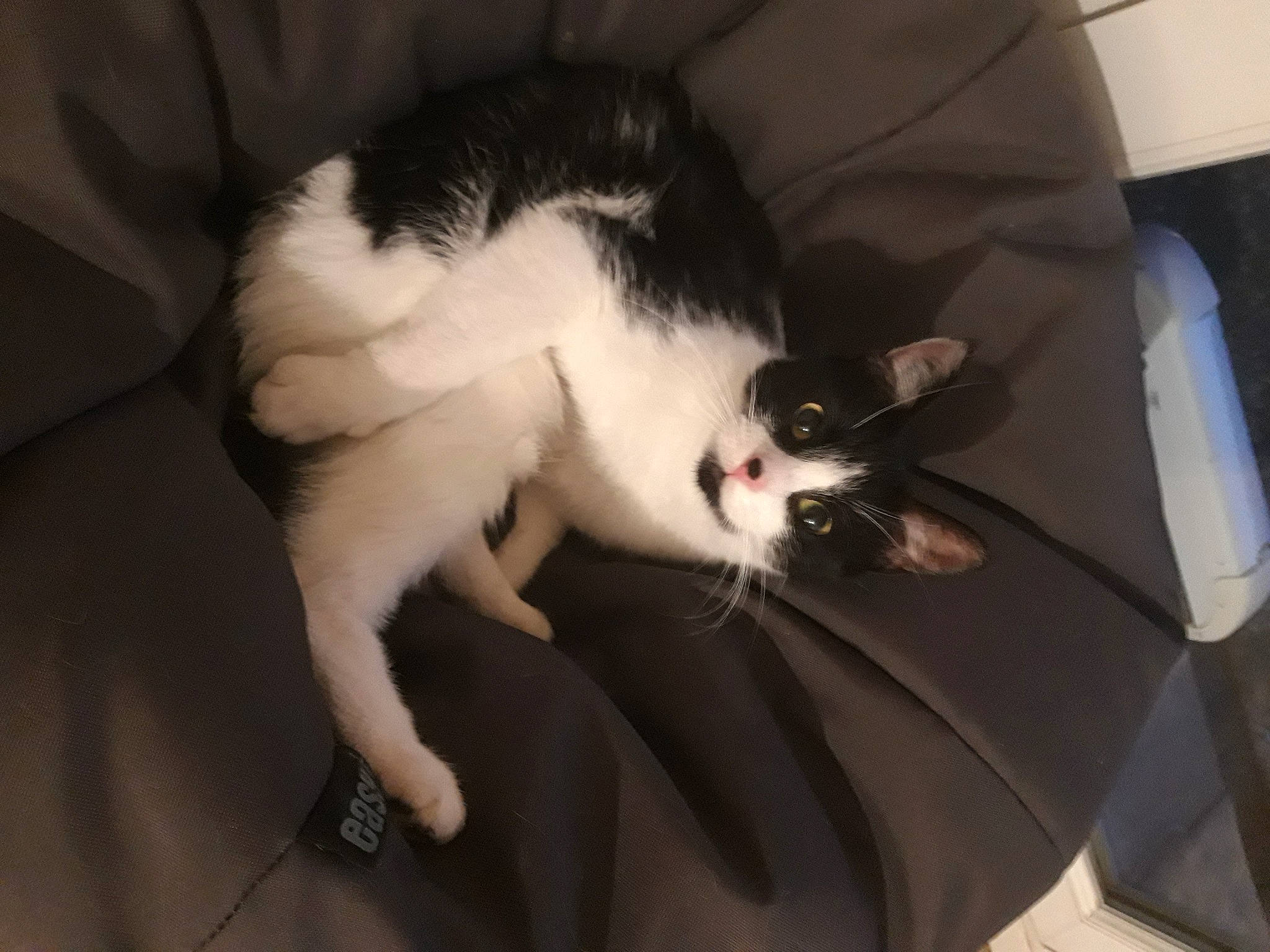 Pika participe au concours pour gagner de l'argent avec cette photo : canidae, carnivore, cat, claw, comfort, domestic_short_haired_cat, ear, eye, felidae, fur, gesture, hand, head, leg, paw, small_to_medium_sized_cats, snout, tail, vertebrate, whiskers