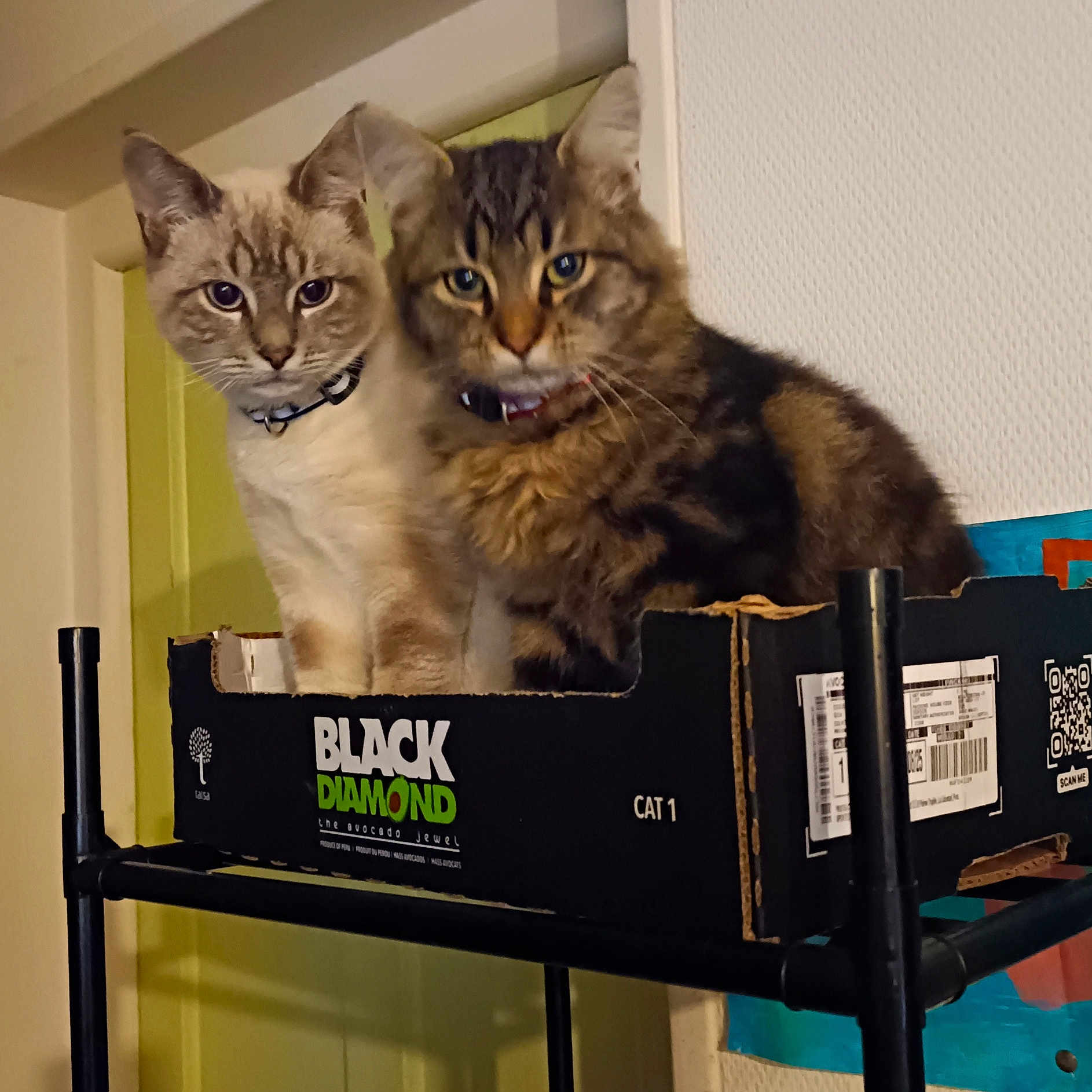 Pacôme Et Azraël participe au concours pour gagner de l'argent avec cette photo : animal_pair, brown_fur, cardboard_box, cat, collar, curious, cute, domestic_cat, feline, furry, home, indoor, light_fur, looking_at_camera, pets, shelf, sitting, striped_fur, two_animals, whiskers