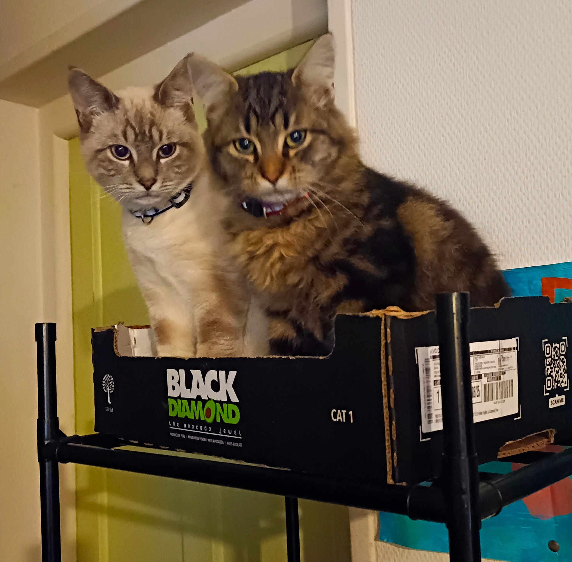 Pacôme Et Azraël participe au concours pour gagner de l'argent avec cette photo : cat, feline, pets, indoor, cardboard_box, two_animals, curious, brown_fur, striped_fur, light_fur, collar, domestic_cat, sitting, looking_at_camera, shelf, home, cute, animal_pair, furry, whiskers