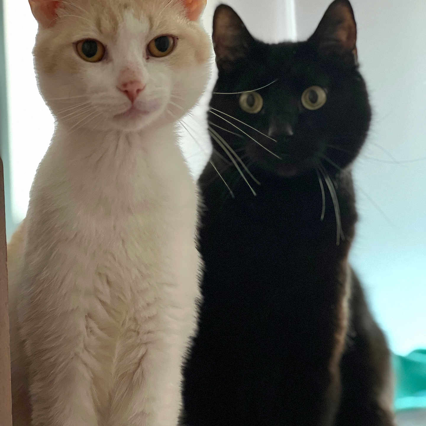 Arlo And Squish joined the competition — help win amazing prizes! abyssinian, angora, animal, blackcat, cat, egyptiancat, kitten, manx, pet, siamese