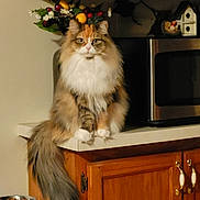 Heavenleigh Sent joined the competition — help win amazing prizes! animal, cat, countertop, decor, domestic, feline, fluffy, food_bowl, household, indoor, kitchen, long_hair, looking_at_camera, microwave, pet, plant, sitting, still_life, tail, wooden_cabinet