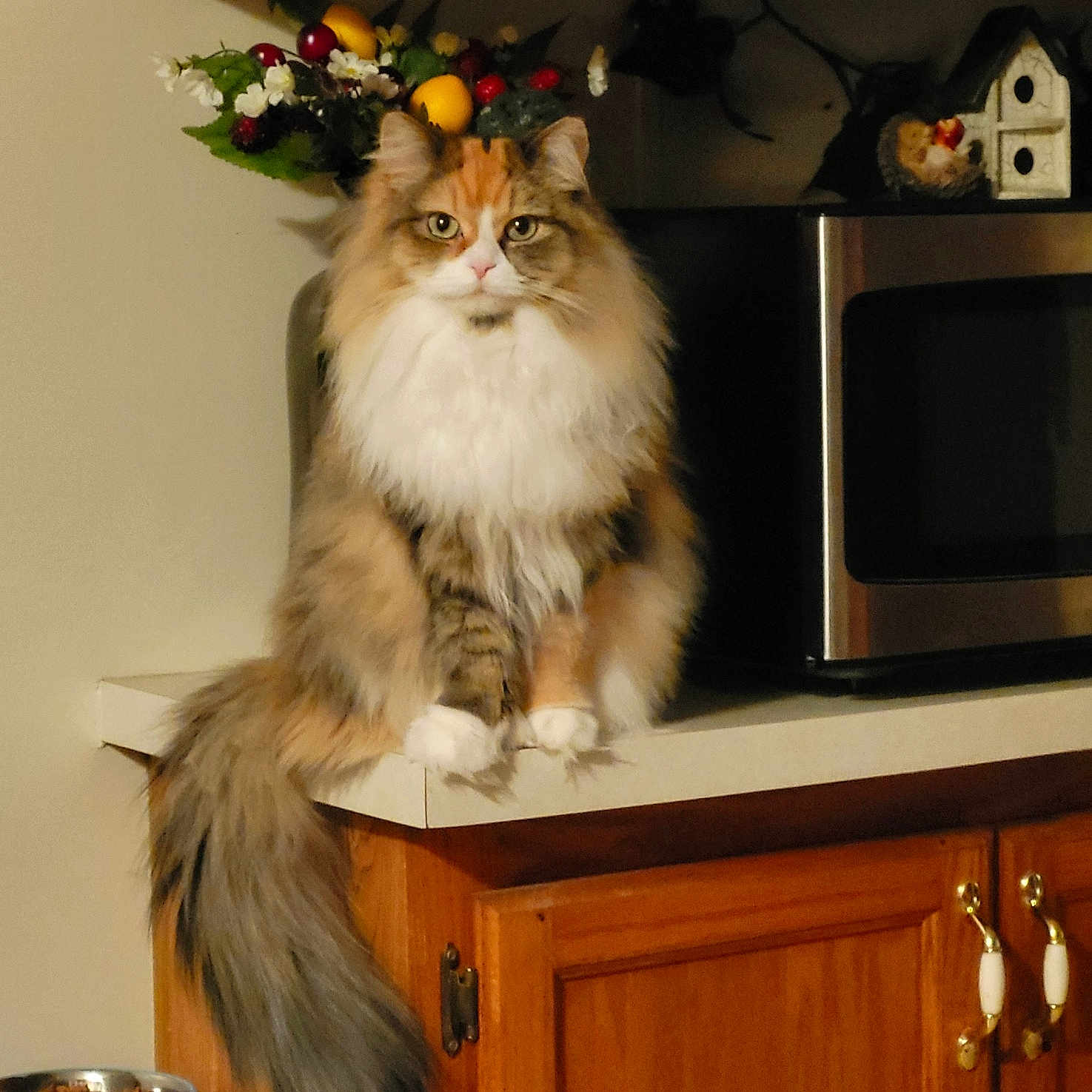 Heavenleigh Sent joined the competition — help win amazing prizes! animal, cat, countertop, decor, domestic, feline, fluffy, food_bowl, household, indoor, kitchen, long_hair, looking_at_camera, microwave, pet, plant, sitting, still_life, tail, wooden_cabinet