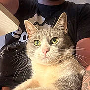 Viridiana Garibay is registered to the contest to win money with this photo: cat, green_eyes, fur, whiskers, person, tattoo, black_shirt, lap, indoor, close_up, pet, animal, relaxed, portrait, mammal, domestic, feline, comfort, human, sitting