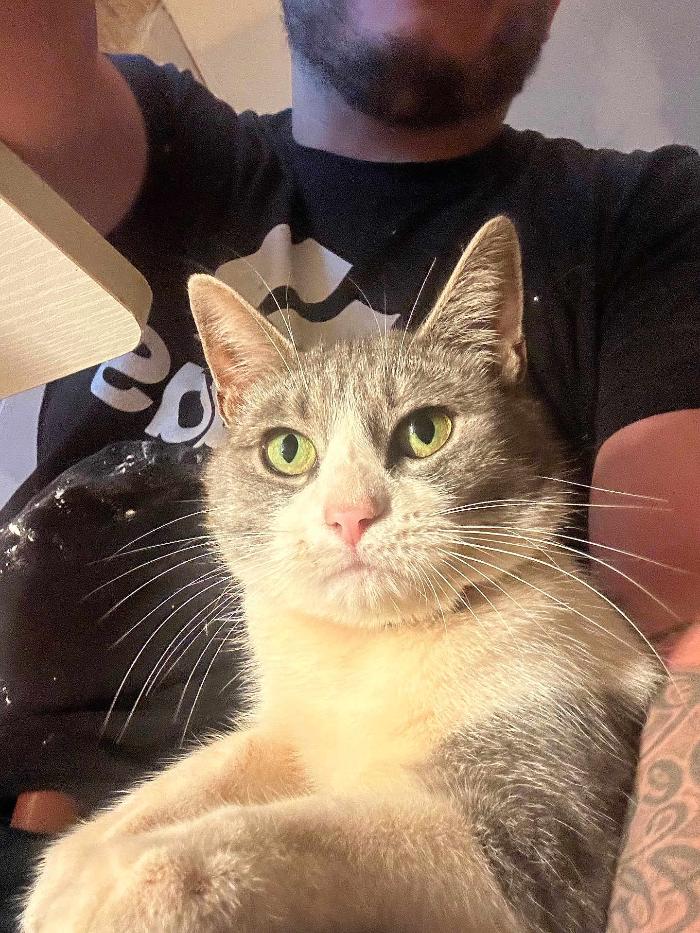 Viridiana Garibay is registered to the contest to win money with this photo: cat, green_eyes, fur, whiskers, person, tattoo, black_shirt, lap, indoor, close_up, pet, animal, relaxed, portrait, mammal, domestic, feline, comfort, human, sitting