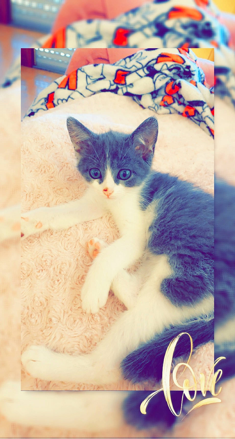 Shira a rejoint le concours — aidez-le/la à gagner de superbes lots ! art, blue, carnivore, cat, claw, comfort, domestic_short_haired_cat, electric_blue, eye, felidae, fur, iris, linens, pattern, paw, photo_caption, small_to_medium_sized_cats, tail, whiskers, white