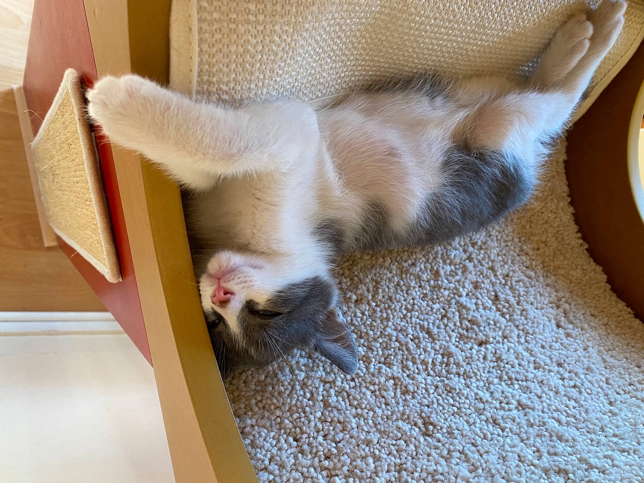 Shira a rejoint le concours — aidez-le/la à gagner de superbes lots ! canidae, carnivore, cat, claw, comfort, domestic_short_haired_cat, fawn, felidae, flooring, fur, hardwood, paw, pet_supply, serveware, small_to_medium_sized_cats, snout, sporting_group, tail, whiskers, wood