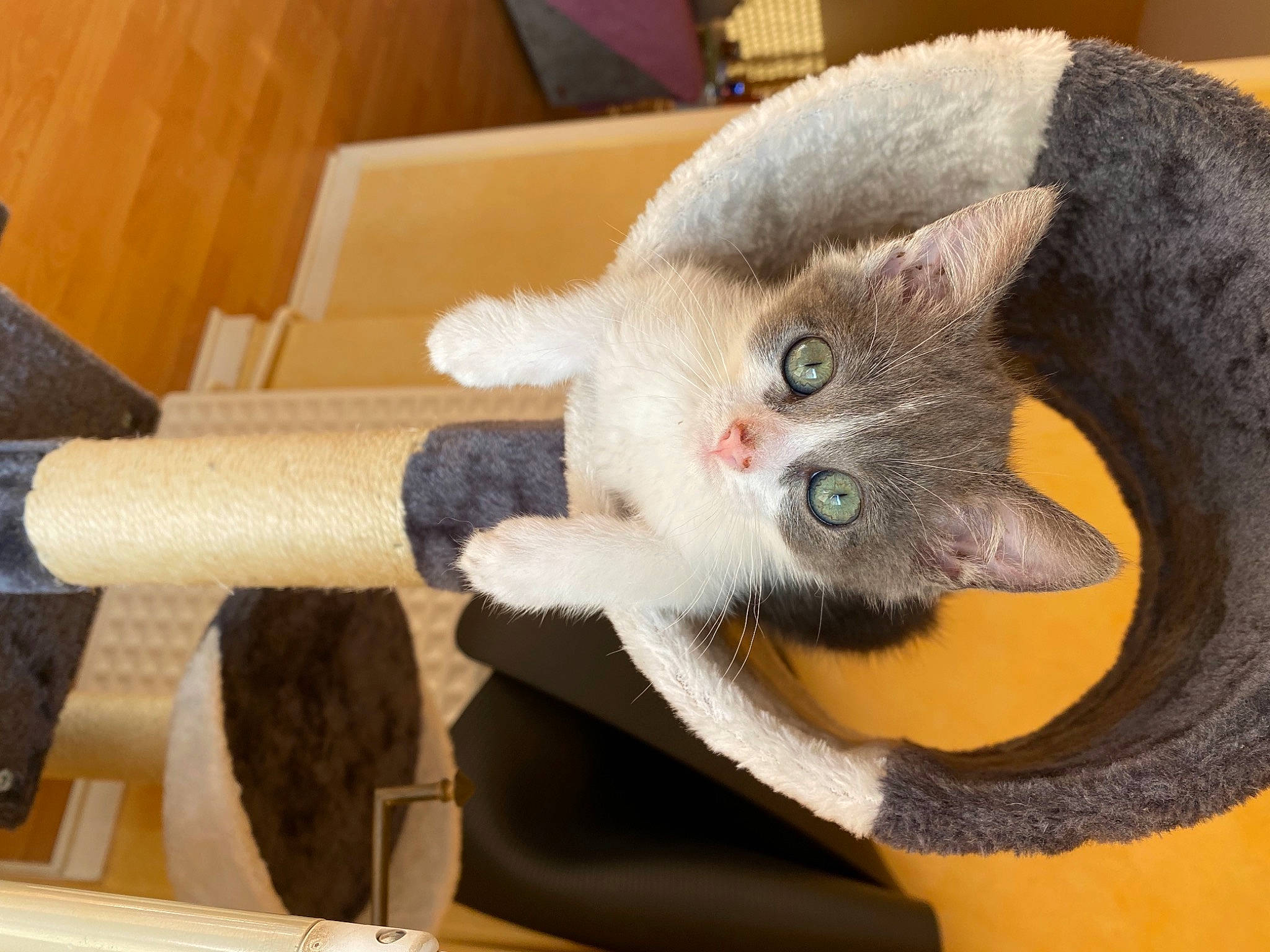 Shira a rejoint le concours — aidez-le/la à gagner de superbes lots ! carnivore, cat, cat_bed, cat_supply, chair, claw, comfort, domestic_short_haired_cat, ear, eye, fawn, felidae, fur, paw, small_to_medium_sized_cats, snout, tail, whiskers, wood