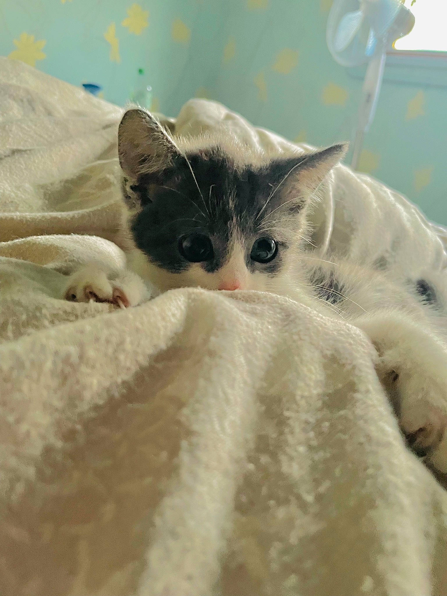 Shira a rejoint le concours — aidez-le/la à gagner de superbes lots ! bedding, carnivore, cat, claw, cloud, comfort, domestic_short_haired_cat, ear, eye, eyelash, fawn, felidae, fur, linens, nap, paw, small_to_medium_sized_cats, snout, tail, whiskers