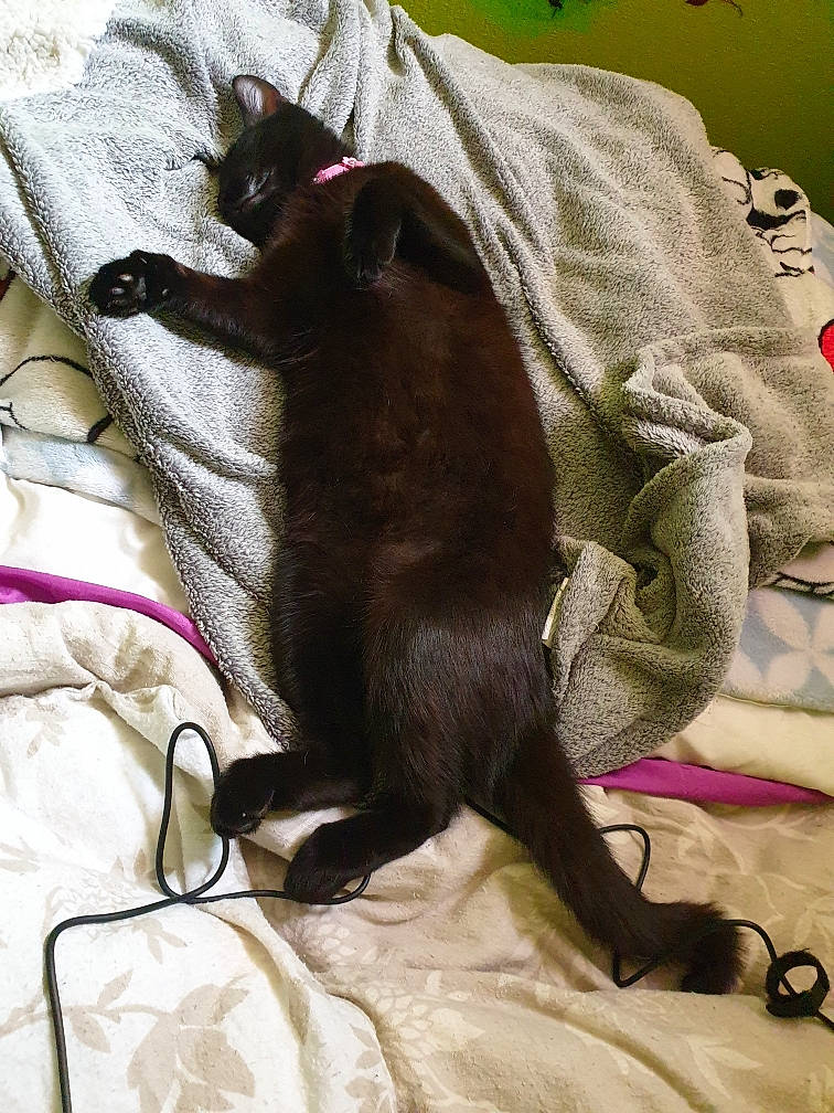 Oasis a rejoint le concours — aidez-le/la à gagner de superbes lots ! asian, black_cat, burmese, carnivore, cat, claw, comfort, felidae, fur, havana_brown, linens, nap, small_to_medium_sized_cats, sporting_group, tail, whiskers