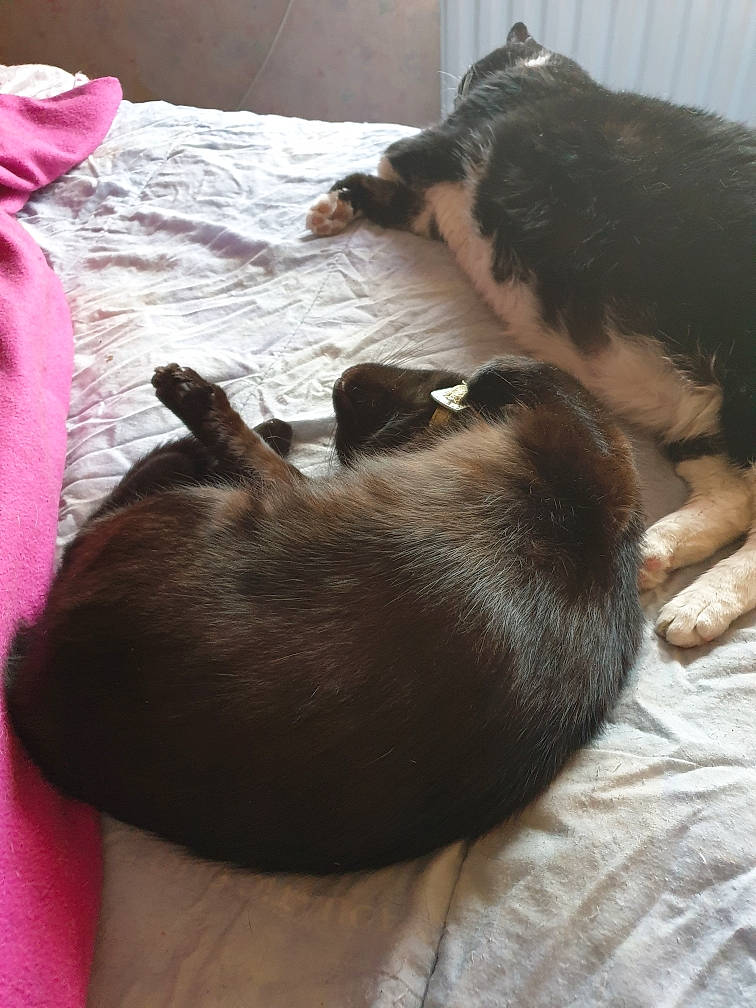 Oasis a rejoint le concours — aidez-le/la à gagner de superbes lots ! canidae, carnivore, dog, dog_breed, ear, fawn, puppy, skin