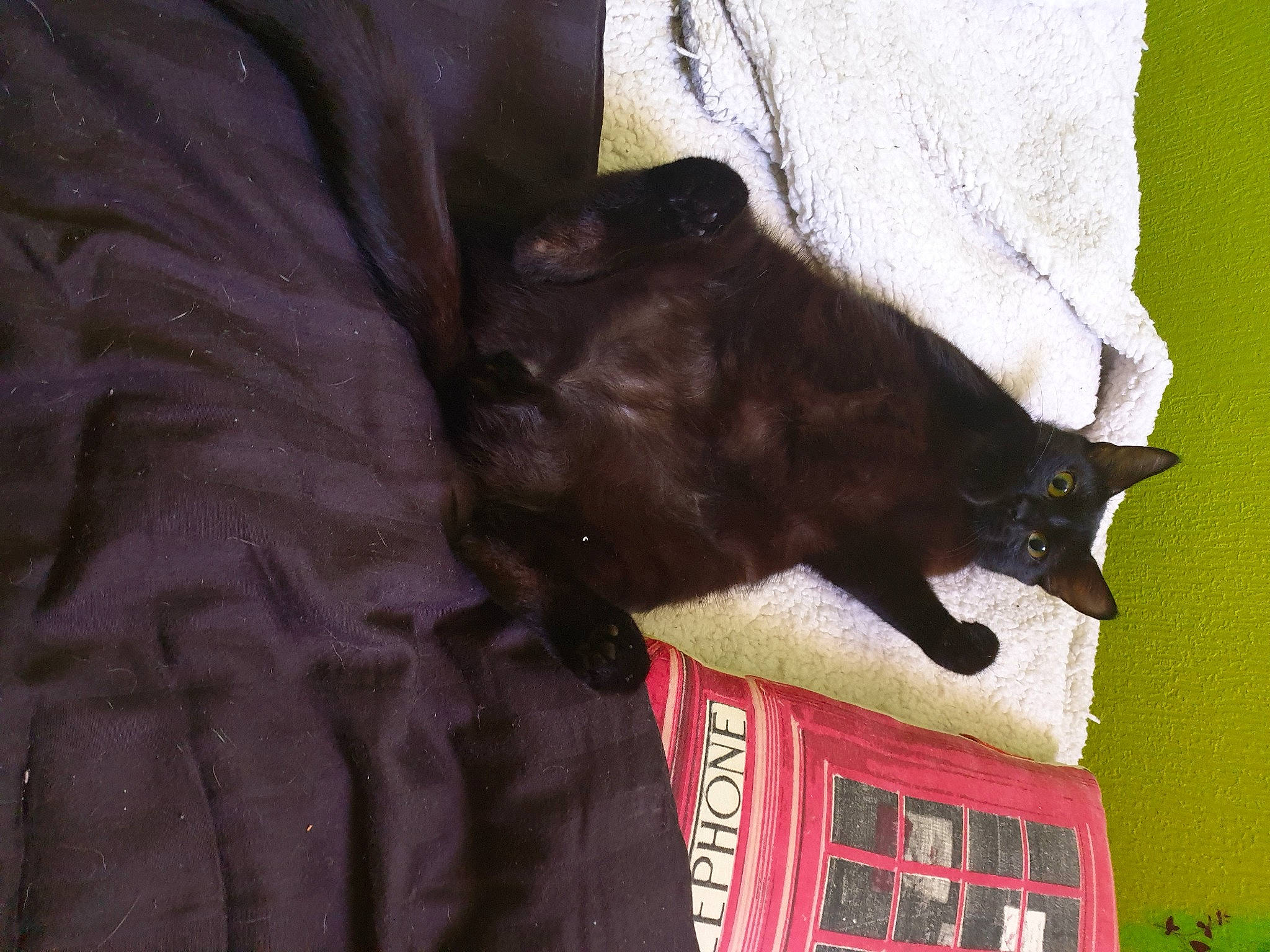 Oasis a rejoint le concours — aidez-le/la à gagner de superbes lots ! black_cat, bombay, carnivore, cat, domestic_short_haired_cat, felidae, fur, havana_brown, small_to_medium_sized_cats, tail, whiskers