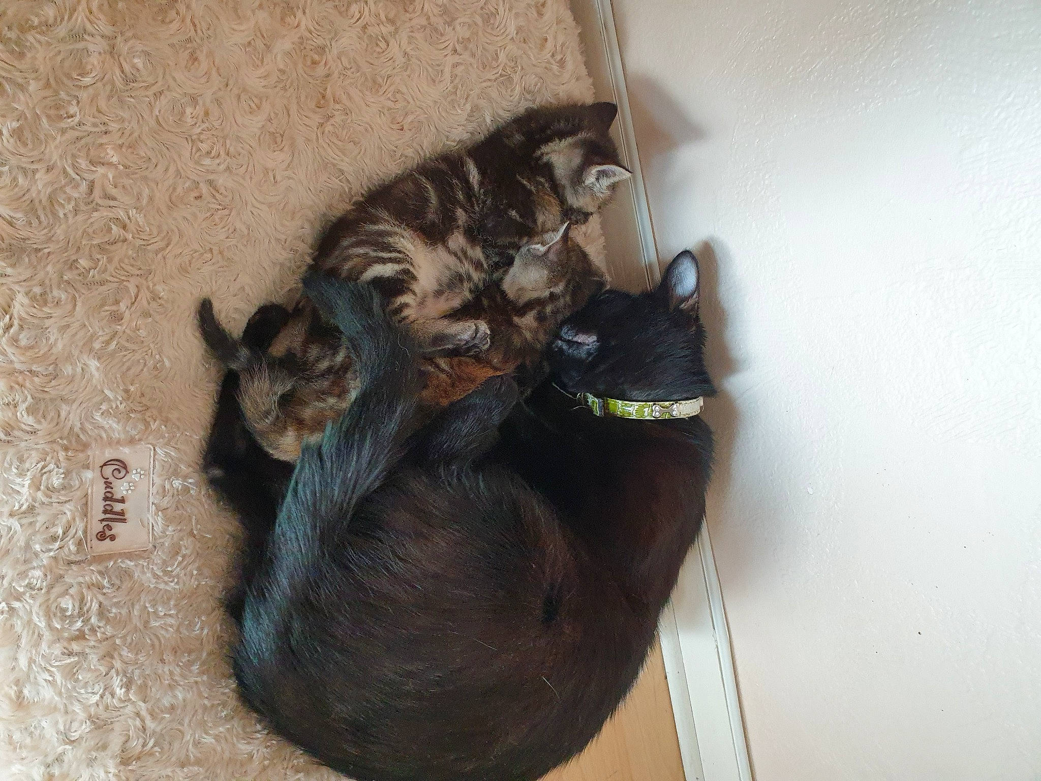 Oasis a rejoint le concours — aidez-le/la à gagner de superbes lots ! carnivore, cat, domestic_short_haired_cat, european_shorthair, felidae, small_to_medium_sized_cats, tail, whiskers