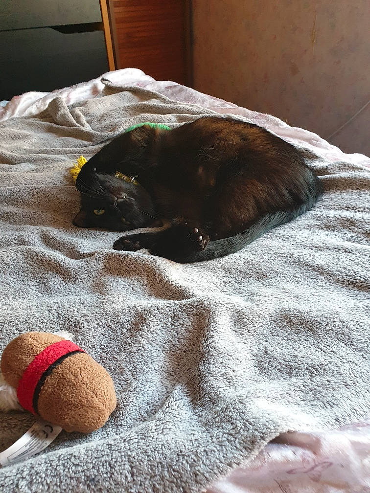 Oasis participe au concours pour gagner de l'argent avec cette photo : fawn, nap