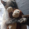 cat, siamese_cat, kitten, sleeping, plush_toy, monkey_toy, cuddling, pet, furry, whiskers, ears, paws, bed, bedroom, blanket, cozy, indoors, portrait, soft_lighting, relaxed