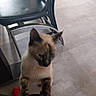 cat, siamese_cat, fluffy, feline, pet, animal, sitting, indoors, chair, furniture, tile_floor, black_and_tan, blue_eyes, pointed_ears, whiskers, paws, red_toy, home, portrait, playful
