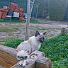 cat, siamese_cat, kitten_figurine, toy, blue_eyes, outdoor, garden, greenery, hedge, fence, wooden_railing, rustic, roof_tiles, backyard, grass, plants, animal, pet, portrait, vertical_photo