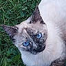 cat, siamese_cat, blue_eyes, feline, animal, pet, portrait, close_up, outdoor, grass, clover, greenery, garden, fur, whiskers, ears, face, looking_at_camera, cream_coat, dark_points