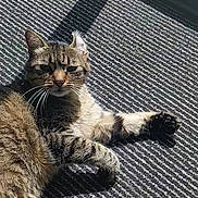Nuggets a rejoint le concours — aidez-le/la à gagner de superbes lots ! cat, tabby_cat, feline, pet, animal, lying_down, relaxed, serious_expression, paw, whiskers, striped_fur, sunlight, doormat, carpet, indoor, doorway, glass_door, shadow, portrait, photography