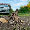 Nuggets a rejoint le concours — aidez-le/la à gagner de superbes lots ! cat, tabby_cat, pet, animal, feline, lying_down, outdoor, driveway, garden, grass, pavement, car, portrait, whiskers, ears, striped_fur, greenery, blue_sky, shallow_depth_of_field, relaxed