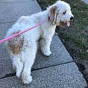 Honey joined the competition — help win amazing prizes! animal, canine, collar, curly_fur, daylight, dog, fur, grass, happy, leash, nature, outdoor, panting, park, pavement, pet, sidewalk, summer, tongue_out, walking