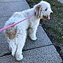 animal, canine, collar, curly_fur, daylight, dog, fur, grass, happy, leash, nature, outdoor, panting, park, pavement, pet, sidewalk, summer, tongue_out, walking