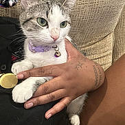 Miffy joined the competition — help win amazing prizes! cat, pet, hand, tattoo, collar, feline, indoor, couch, resting, curious, closeup, domestic_animal, animal, fur, whiskers, claws, comfort, companionship, skin, texture