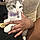 Miffy