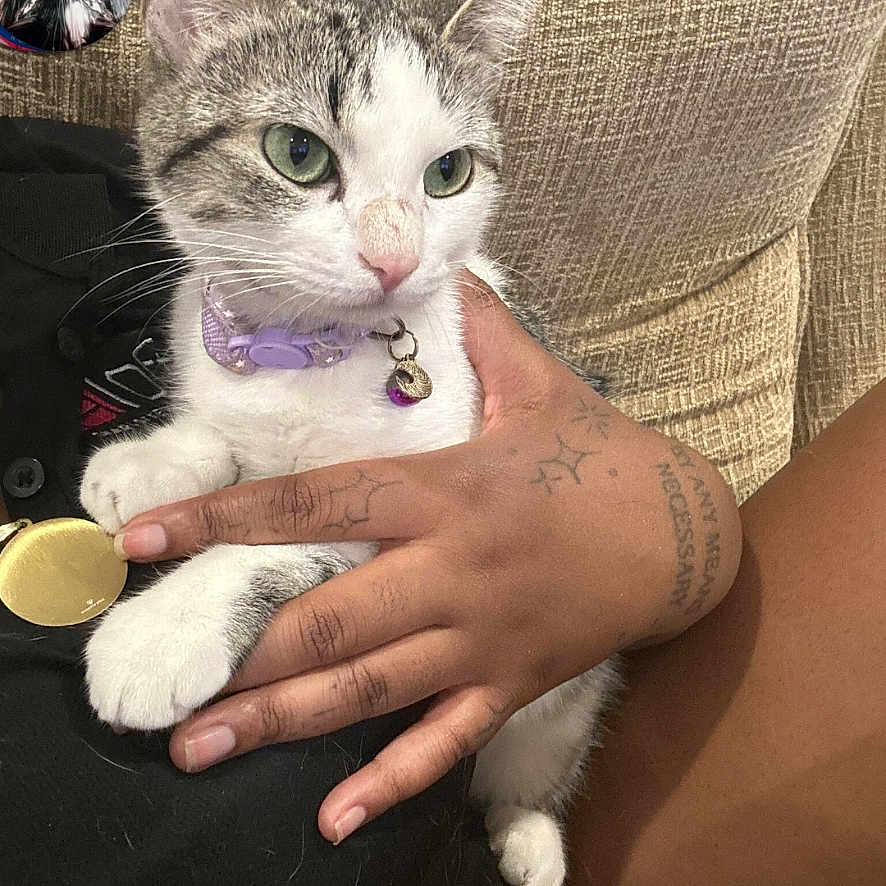 Miffy joined the competition — help win amazing prizes! cat, pet, hand, tattoo, collar, feline, indoor, couch, resting, curious, closeup, domestic_animal, animal, fur, whiskers, claws, comfort, companionship, skin, texture