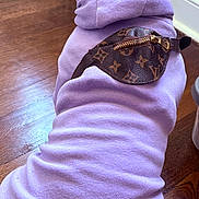 Lucy Lululemon joined the competition — help win amazing prizes! dog, hoodie, purple, pet, indoor, wooden_floor, radiator, accessory, fashion, back_view, small_dog, clothing, canine, pet_clothes, zipper, floor, domestic, cute, sitting, facing_away