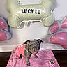Lucy Lululemon is registered to the contest to win money with this photo: animal, balloon, blanket, bone_shaped_balloon, cake, celebration, cute, decorations, dog, floor, fur, happy, indoor, paw_shaped_balloon, pet, pink_outfit, playful, puppy, small_dog, tongue_out