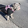 dog, bulldog, gray_dog, pet, animal, harness, leash, black_shirt, outdoor, sidewalk, asphalt, sunlight, standing, wrinkles, ears, face, expression, daylight, canine, leash_hook