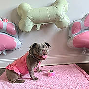 Lucy Lululemon is registered to the contest to win money with this photo: animal, balloons, bone_shaped_balloon, bulldog, celebration, cute, decor, dog, floor, happy, indoor, paw_print, pet, pink_outfit, pink_rug, playful, sitting, smiling, tongue_out, wall