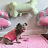 animal, balloons, bone_shaped_balloon, bulldog, celebration, cute, decor, dog, floor, happy, indoor, paw_print, pet, pink_outfit, pink_rug, playful, sitting, smiling, tongue_out, wall
