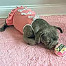 Lucy Lululemon is registered to the contest to win money with this photo: adorable, animal, birthday_cake, canine, celebration, cute, dog, floor, funny, fur, home, indoor, laying_down, pet, pink_blanket, pink_dress, puppy, ribbon, small, sniffing