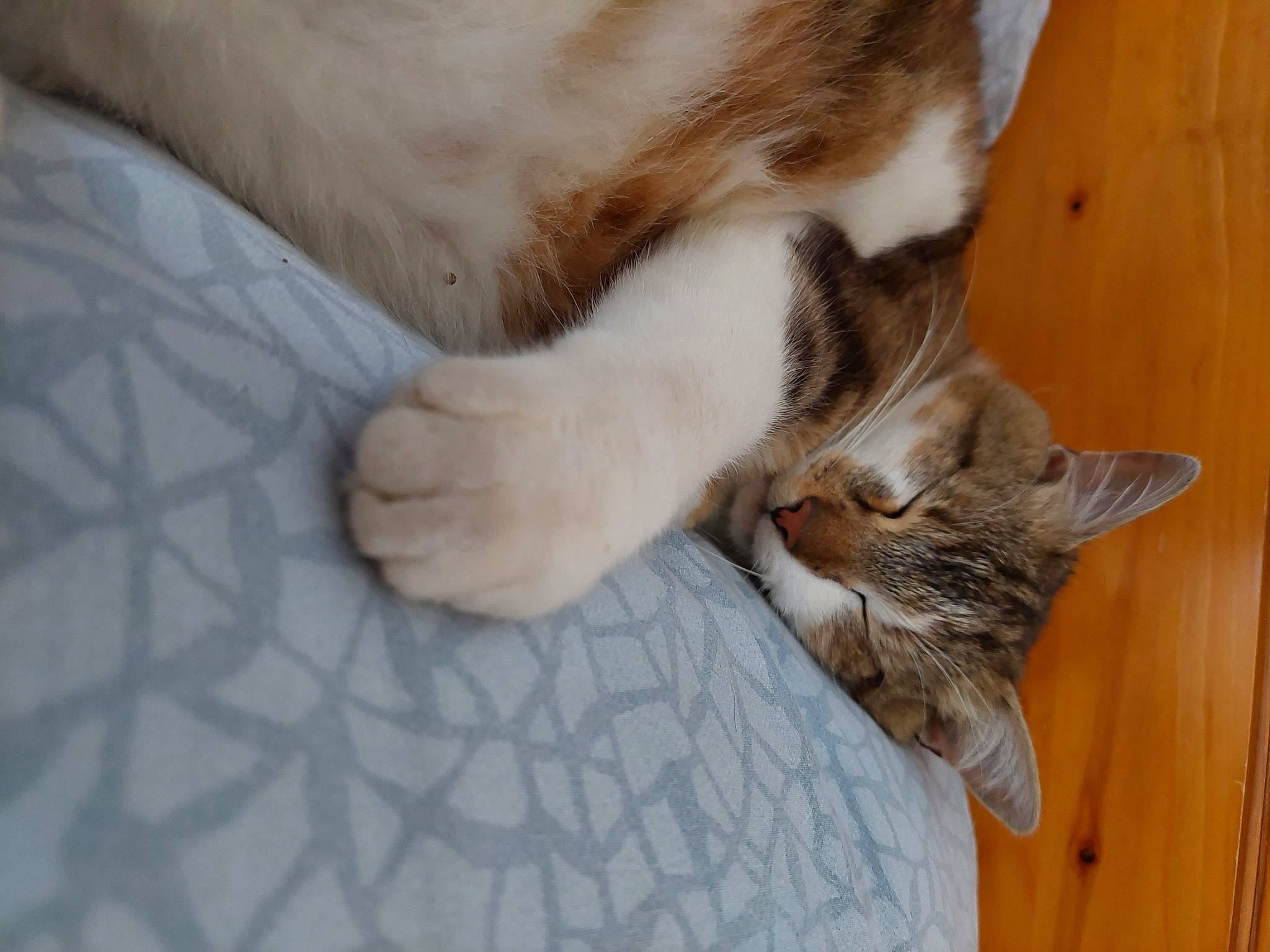 Simba participe au concours pour gagner de l'argent avec cette photo : canidae, carnivore, cat, claw, comfort, domestic_short_haired_cat, ear, fawn, felidae, flooring, foot, fur, hardwood, paw, small_to_medium_sized_cats, tail, whiskers, wood