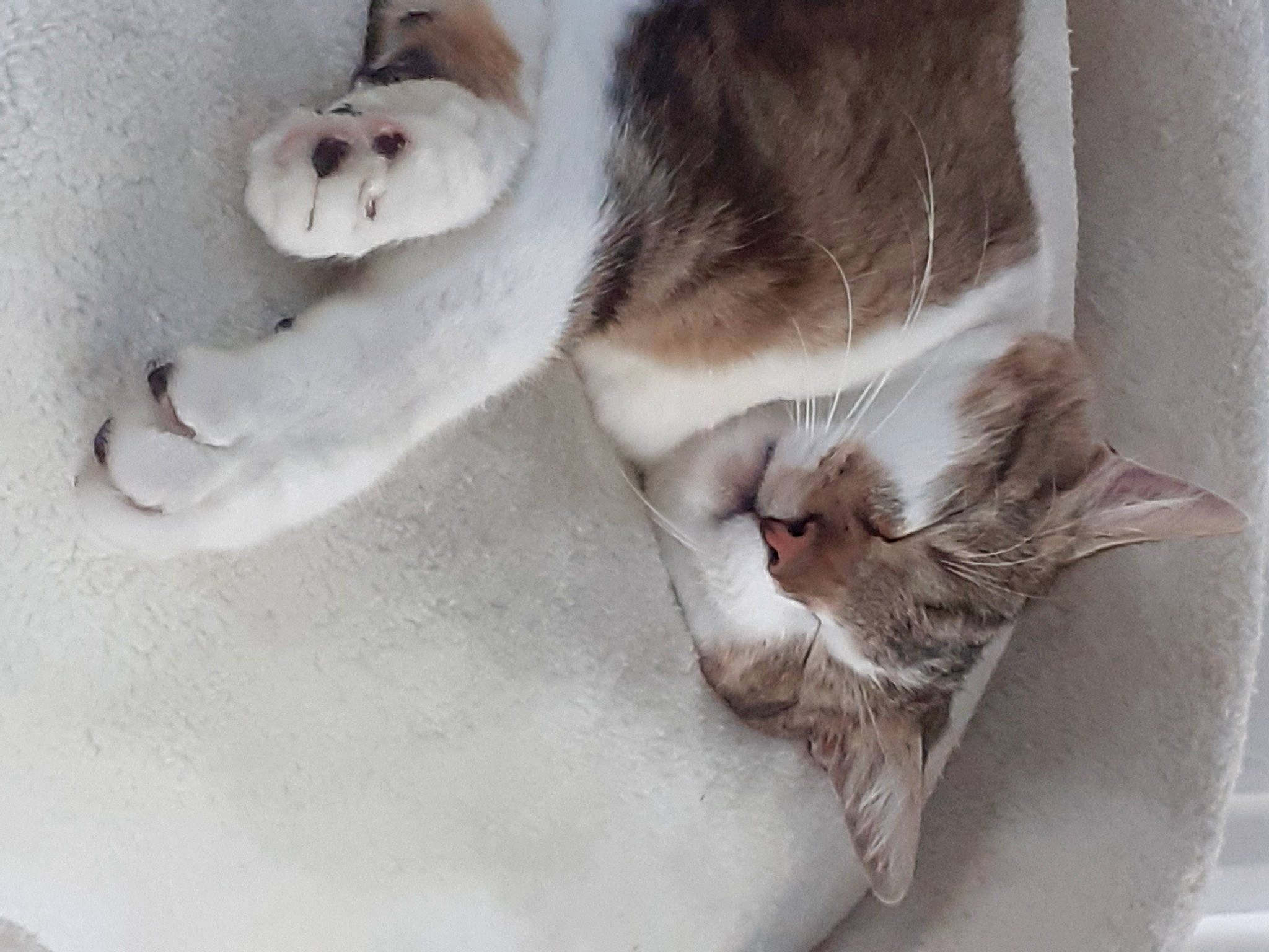 Simba participe au concours pour gagner de l'argent avec cette photo : carnivore, cat, claw, domestic_short_haired_cat, felidae, fur, nap, paw, small_to_medium_sized_cats, snout, tail, whiskers