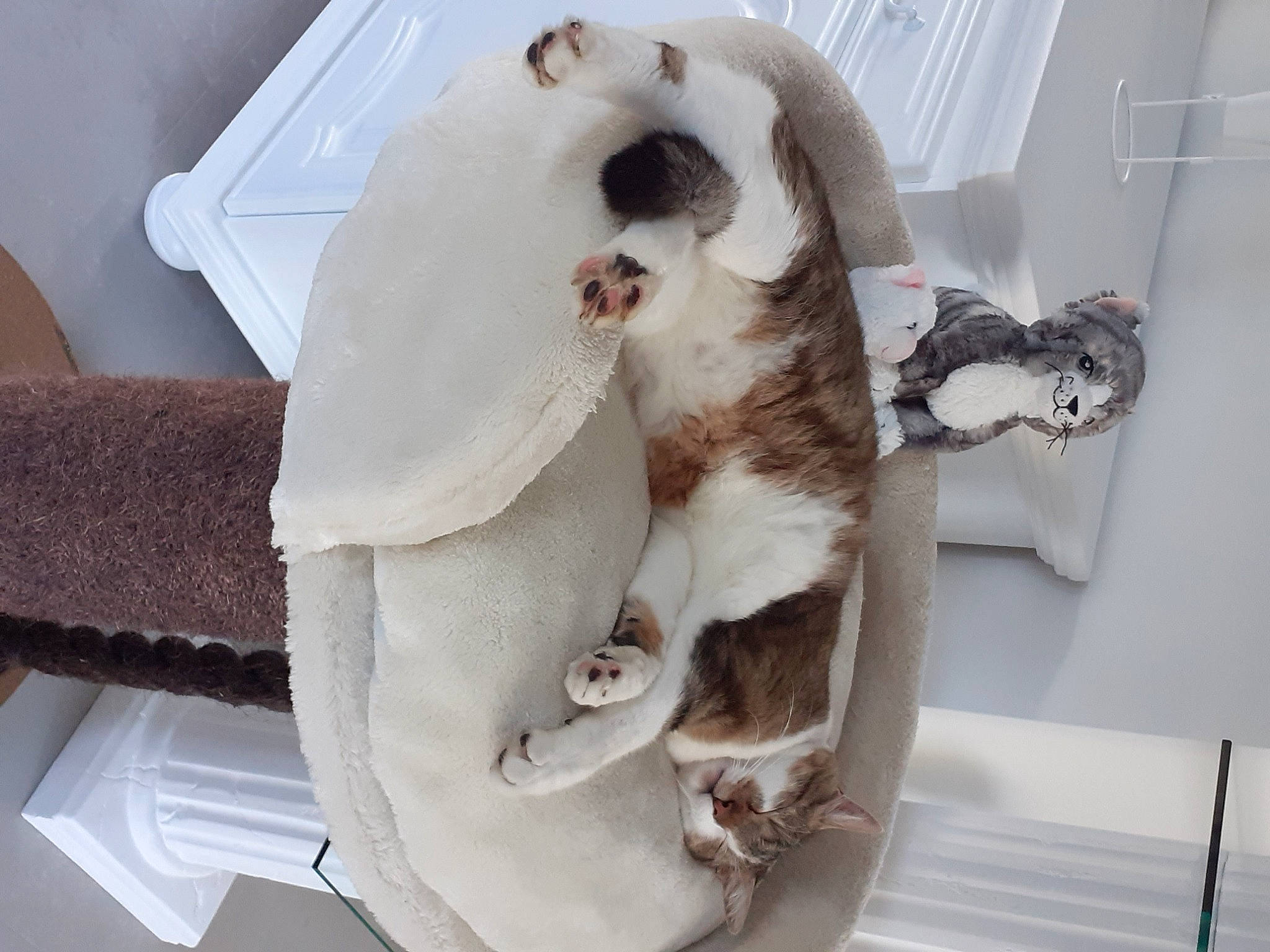 Simba participe au concours pour gagner de l'argent avec cette photo : carnivore, cat, cat_bed, cat_supply, collar, comfort, companion_dog, domestic_short_haired_cat, fang, fawn, felidae, fur, paw, pet_supply, plant, room, small_to_medium_sized_cats, tail, whiskers