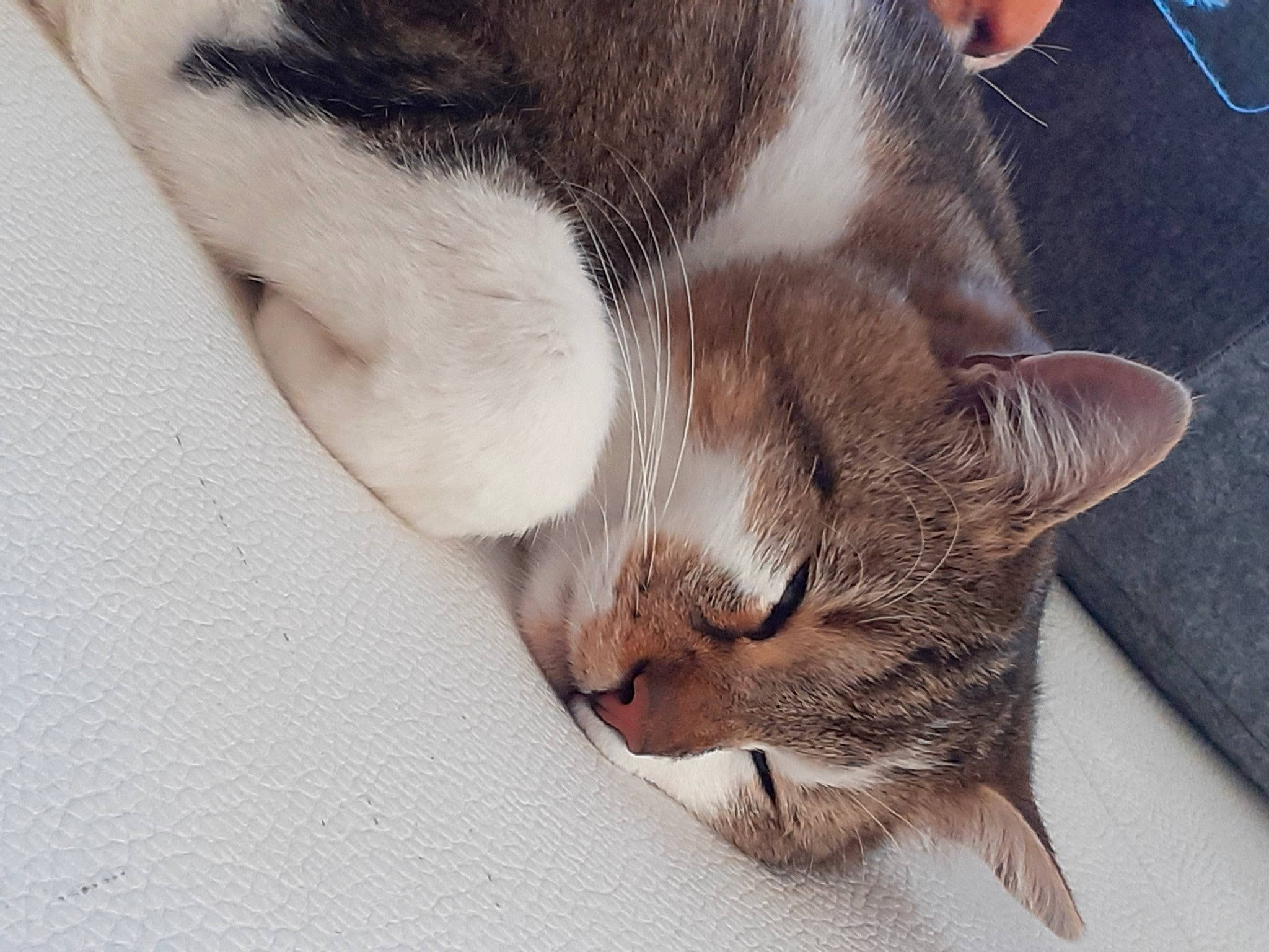 Simba a rejoint le concours — aidez-le/la à gagner de superbes lots ! carnivore, cat, claw, comfort, domestic_short_haired_cat, fawn, felidae, foot, fur, love, nap, paw, sleep, small_to_medium_sized_cats, tail, whiskers