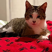 Toby is registered to the contest to win money with this photo: bed, blanket, bokeh, cat, closeup, cozy, domestic_animal, ears, green_eyes, indoor, looking_at_camera, paw, paw_print, portrait, red_blanket, relaxed, shallow_depth_of_field, tabby_cat, whiskers, white_fur