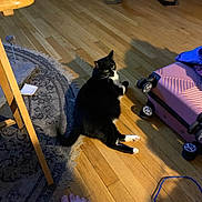 Salem is registered to the contest to win money with this photo: cat, black_and_white, wooden_floor, suitcase, indoor, rug, shadow, furniture_leg, curious_cat, pet, domestic, flooring, relaxing, home, foot, cord, table, cozy, living_space, animal