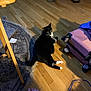 cat, black_and_white, wooden_floor, suitcase, indoor, rug, shadow, furniture_leg, curious_cat, pet, domestic, flooring, relaxing, home, foot, cord, table, cozy, living_space, animal
